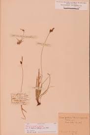 Attēlu rezultāti vaicājumam “Carex globularis”