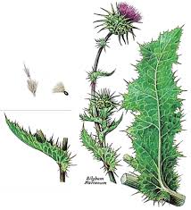Image result for Silybum marianum