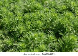 Attēlu rezultāti vaicājumam “Haloragaceae”