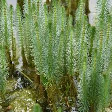 Attēlu rezultāti vaicājumam “Hippuris vulgaris”