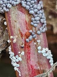 Attēlu rezultāti vaicājumam “Physarum bryomacrocarpum”