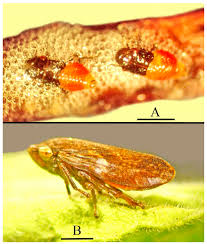 Attēlu rezultāti vaicājumam “Aphrophora nymph”