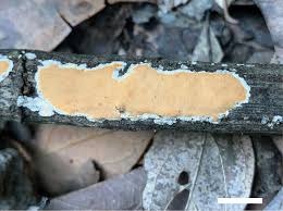 Attēlu rezultāti vaicājumam “Ceriporiopsis aneirina”