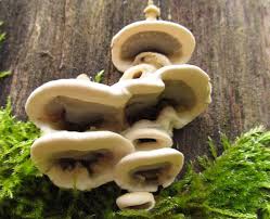 Attēlu rezultāti vaicājumam “Bjerkandera adusta”