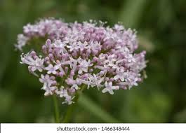 Attēlu rezultāti vaicājumam “Cicuta virosa flower”