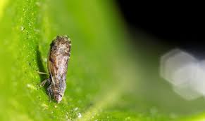 Attēlu rezultāti vaicājumam “Trioza dispar nymph”