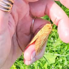 Attēlu rezultāti vaicājumam “Hepialus humuli male”