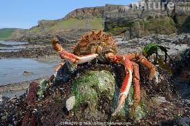 Image result for Maja brachydactyla