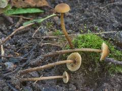 Attēlu rezultāti vaicājumam “Phleogena faginea sessile”