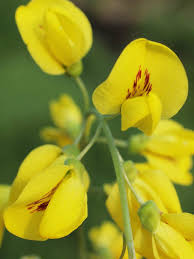 Image result for Laburnum anagyroides