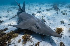 Image result for Rhynchobatus australiae