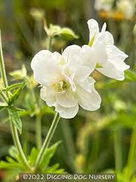 Image result for Geranium pratense