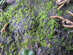 Attēlu rezultāti vaicājumam “Rhynchostegiella tenella macro”