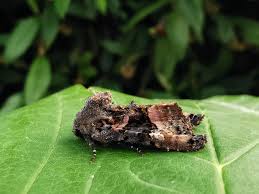 Attēlu rezultāti vaicājumam “Euplexia lucipara”