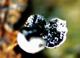 Attēlu rezultāti vaicājumam “Badhamia melanospora macro”