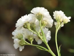 Attēlu rezultāti vaicājumam “Achillea ptarmica fruit”