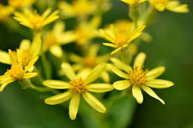 Attēlu rezultāti vaicājumam “Solidago virgaurea flower”