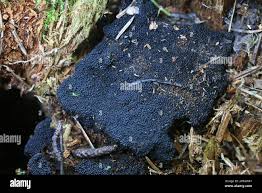 Attēlu rezultāti vaicājumam “Ruzenia spermoides”