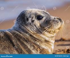 Attēlu rezultāti vaicājumam “Halichoerus grypus”