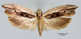 Attēlu rezultāti vaicājumam “Ypsolopha scabrella”