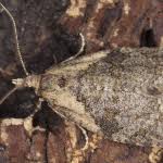 Attēlu rezultāti vaicājumam “Capua vulgana”