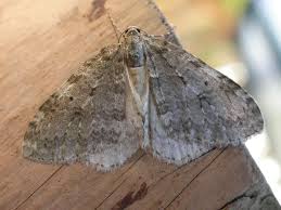 Attēlu rezultāti vaicājumam “Epirrita sp.”