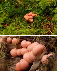 Attēlu rezultāti vaicājumam “Trichia varia young”