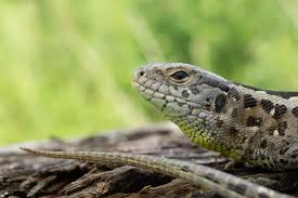Attēlu rezultāti vaicājumam “Lacerta agilis female”