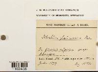 Attēlu rezultāti vaicājumam “Saelania glaucescens”