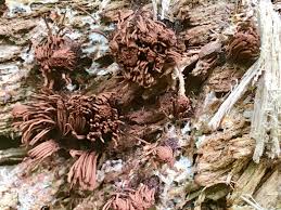 Attēlu rezultāti vaicājumam “Physarum, Nannengaella sp.”