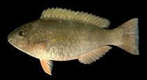 Image result for Scarus psittacus