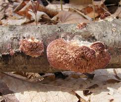 Attēlu rezultāti vaicājumam “Trichaptum biforme”