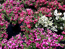 Attēlu rezultāti vaicājumam “Gaultheria cuneata”