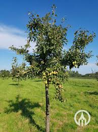 Attēlu rezultāti vaicājumam “Pyrus communis”