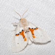 Attēlu rezultāti vaicājumam “Leucodonta bicoloria imago”