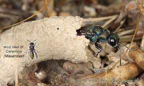 Attēlu rezultāti vaicājumam “Chrysididae”