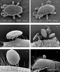 Attēlu rezultāti vaicājumam “Mesostigmata”