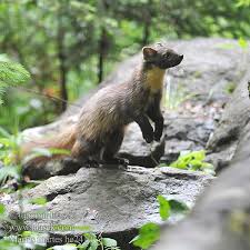 Attēlu rezultāti vaicājumam “Martes martes”