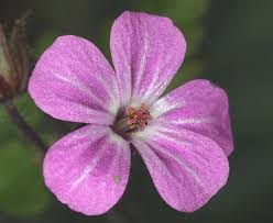 Attēlu rezultāti vaicājumam “Geranium robertianum flower”