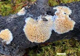 Attēlu rezultāti vaicājumam “Antrodiella semisupina”