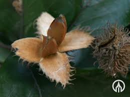 Attēlu rezultāti vaicājumam “Fagus sylvatica fo. purpurea fruit”