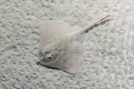 Image result for Raja asterias