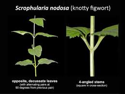 Attēlu rezultāti vaicājumam “Scrophularia nodosa leaf”