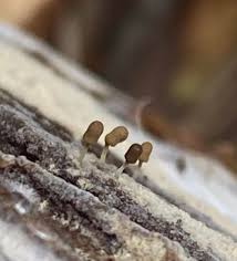 Attēlu rezultāti vaicājumam “Stemonitopsis hyperopta var. landewaldii macro”