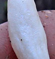 Attēlu rezultāti vaicājumam “Podostroma leucopus”