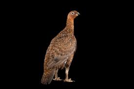 Attēlu rezultāti vaicājumam “Lagopus lagopus female”