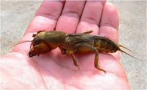 Attēlu rezultāti vaicājumam “Gryllotalpa gryllotalpa”