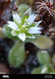 Attēlu rezultāti vaicājumam “Cerastium semidecandrum”