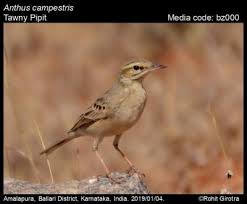 Image result for Anthus campestris
