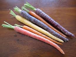 Attēlu rezultāti vaicājumam “Daucus carota subsp. carota fruit”